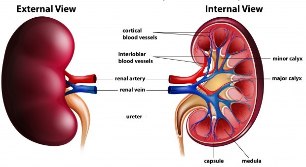 Read more about the article Diagnosing Kidney Stones