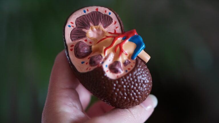 Read more about the article Functions and Care of Your Kidney