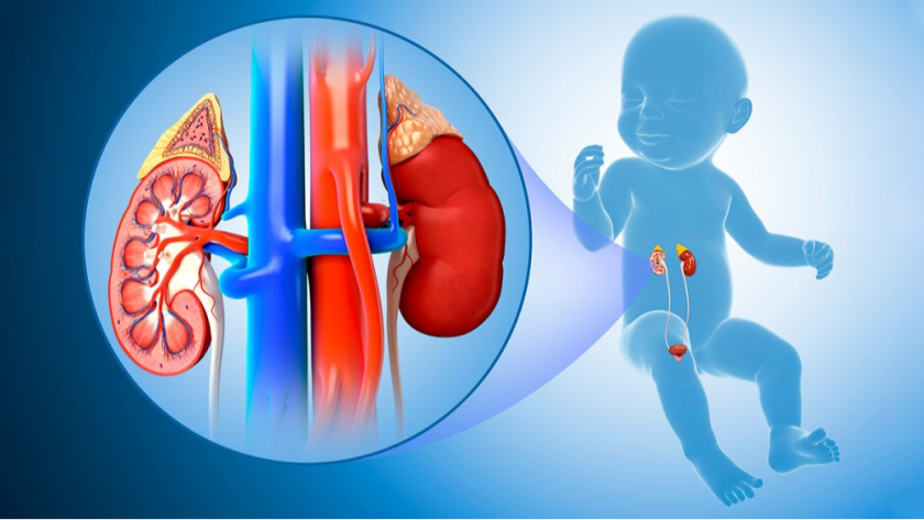Read more about the article Know about Pediatric Urology